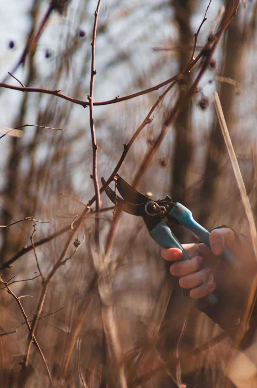 close up of a person cutting a twig with a pruner