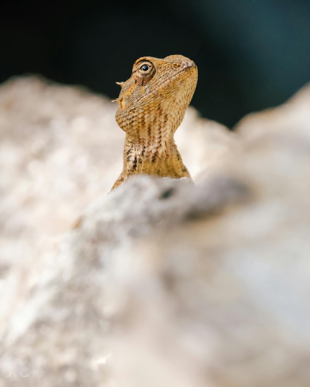 close up of a lizard on rock in natural habitat
